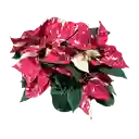 Poinsettia Premium Jingle Bell Rock - Flor De Navidad