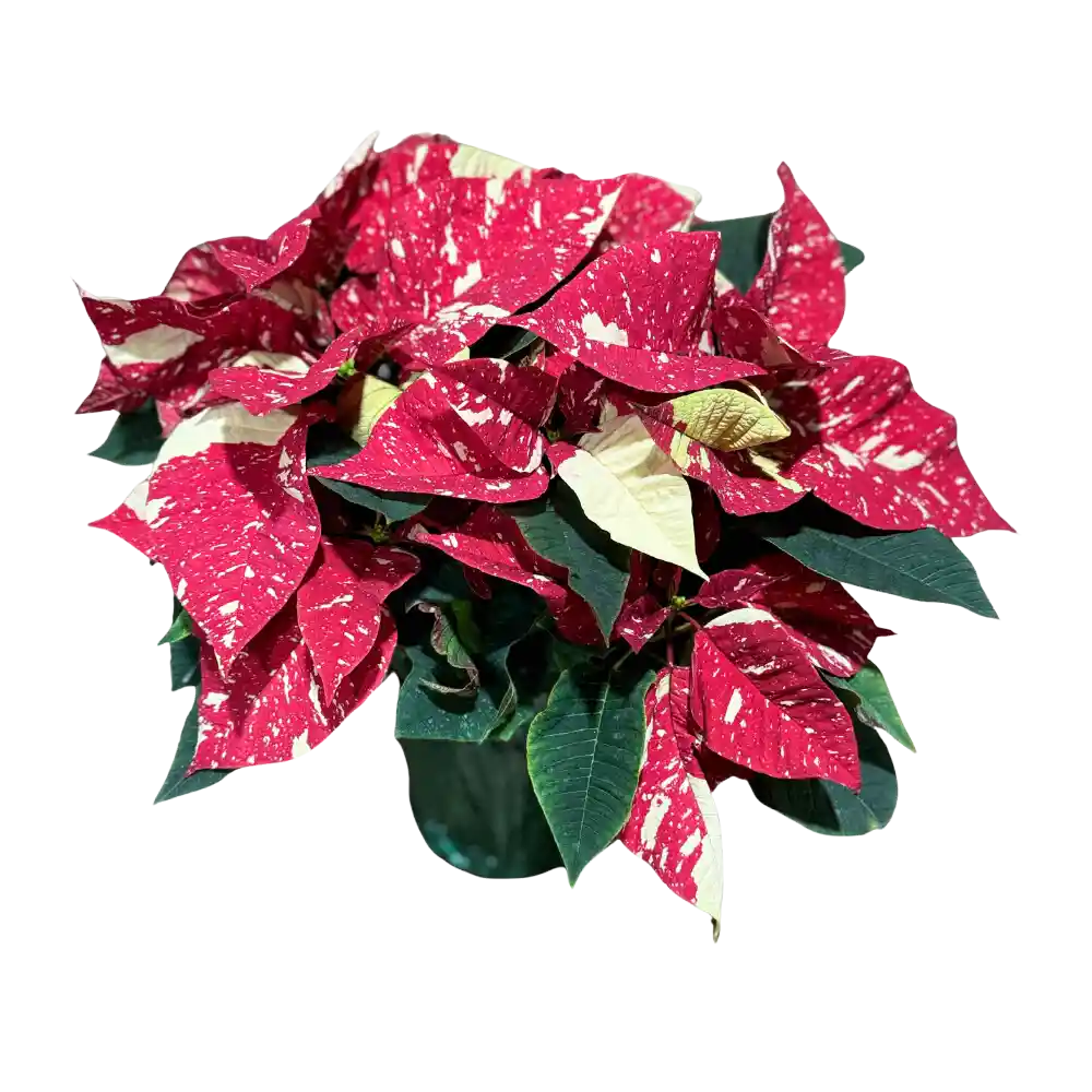 Poinsettia Premium Jingle Bell Rock - Flor De Navidad