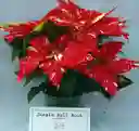 Poinsettia Premium Jingle Bell Rock - Flor De Navidad