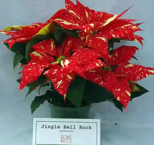 Poinsettia Premium Jingle Bell Rock - Flor De Navidad