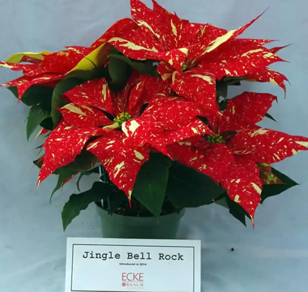 Poinsettia Premium Jingle Bell Rock - Flor De Navidad