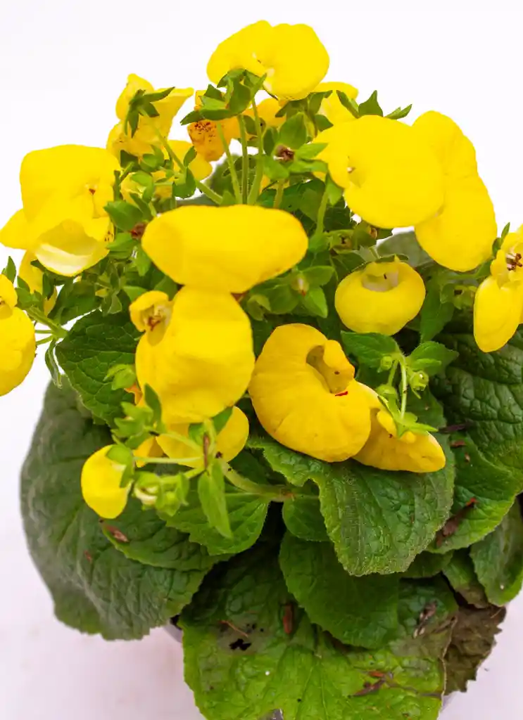 Planta Carrielito Amarillo