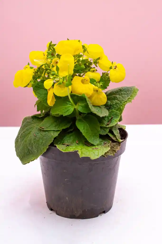 Planta Carrielito Amarillo