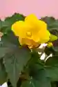 Begonia Tuberosa