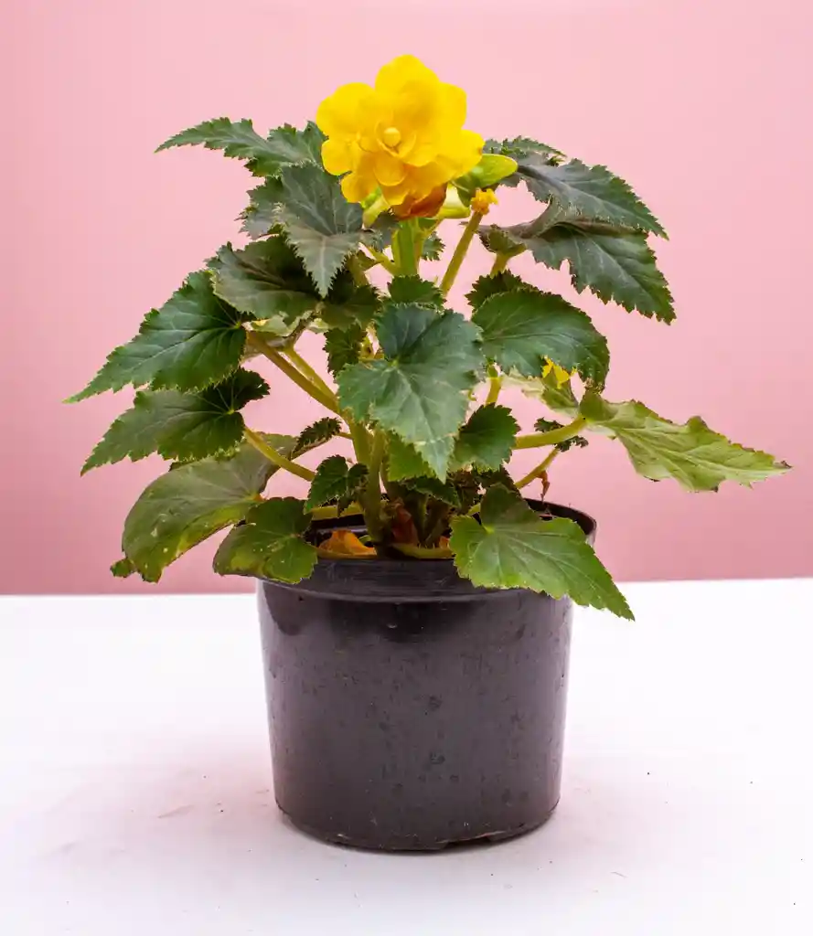 Begonia Tuberosa