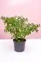 Planta Jade Granizo