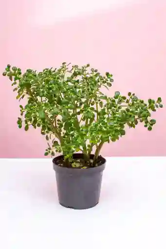 Planta Jade Granizo