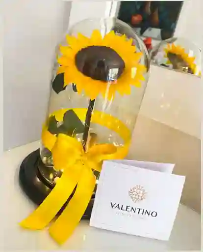 Girasol Preservado