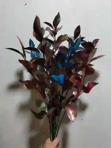 Rusco De Colores X 5 Tallos