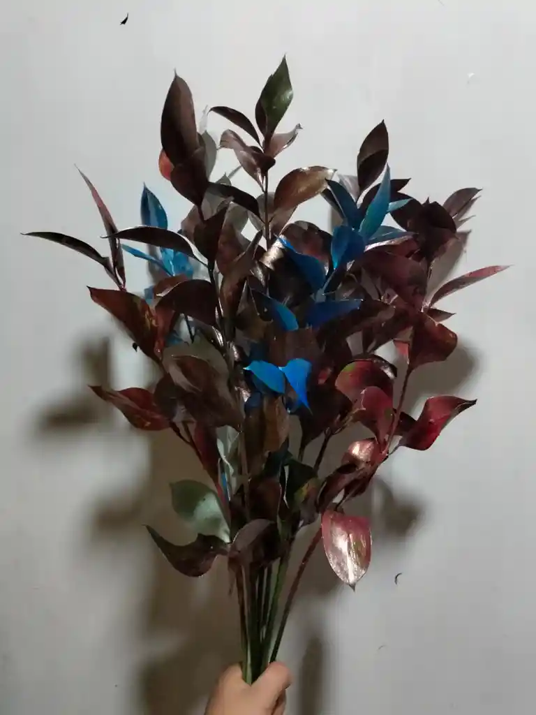 Rusco De Colores X 5 Tallos