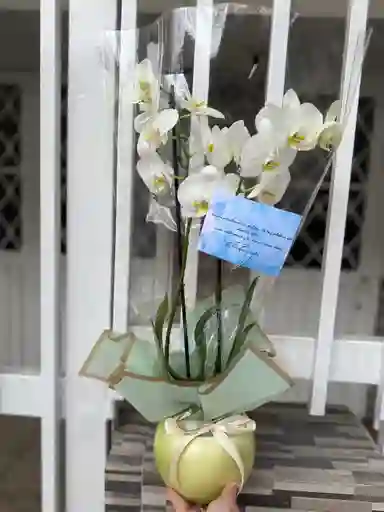 Orquídea 2 Varas Y Matera Amor