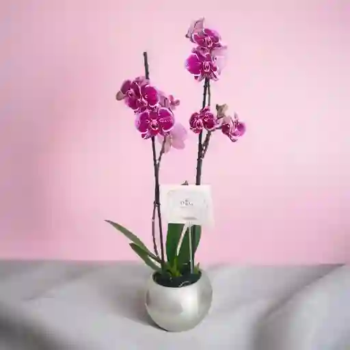 Orquideas Moradas Supreme Con Base