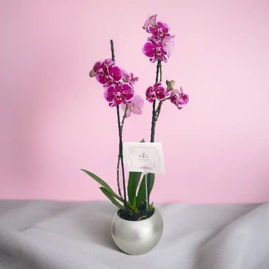 Orquideas Moradas Supreme Con Base