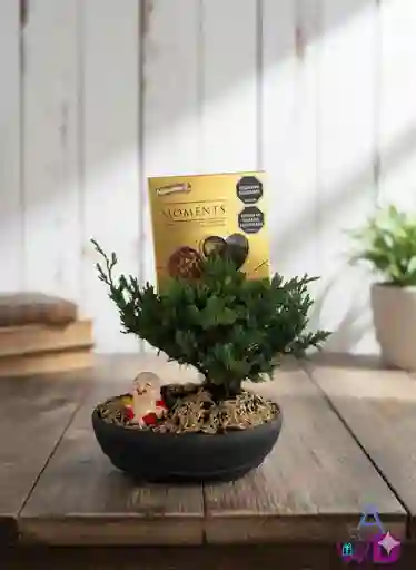 Bonsai Para Papá