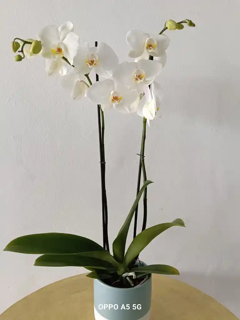 Phalenopsis