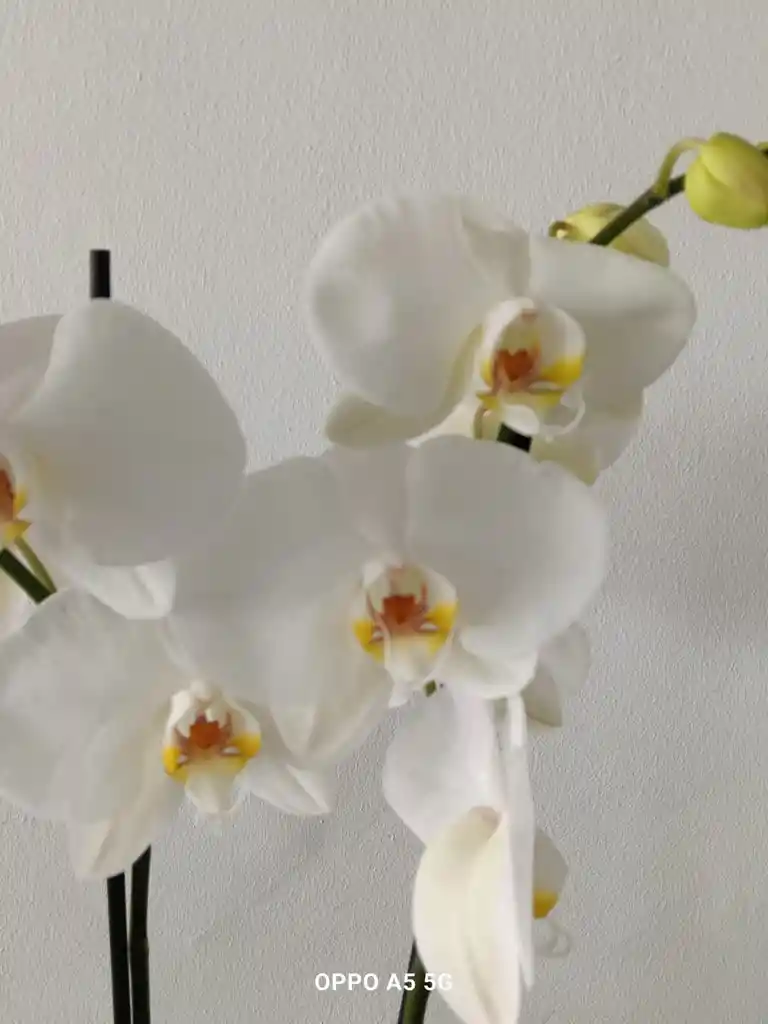 Phalenopsis