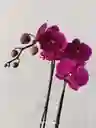 Orquidea Phalenopsis