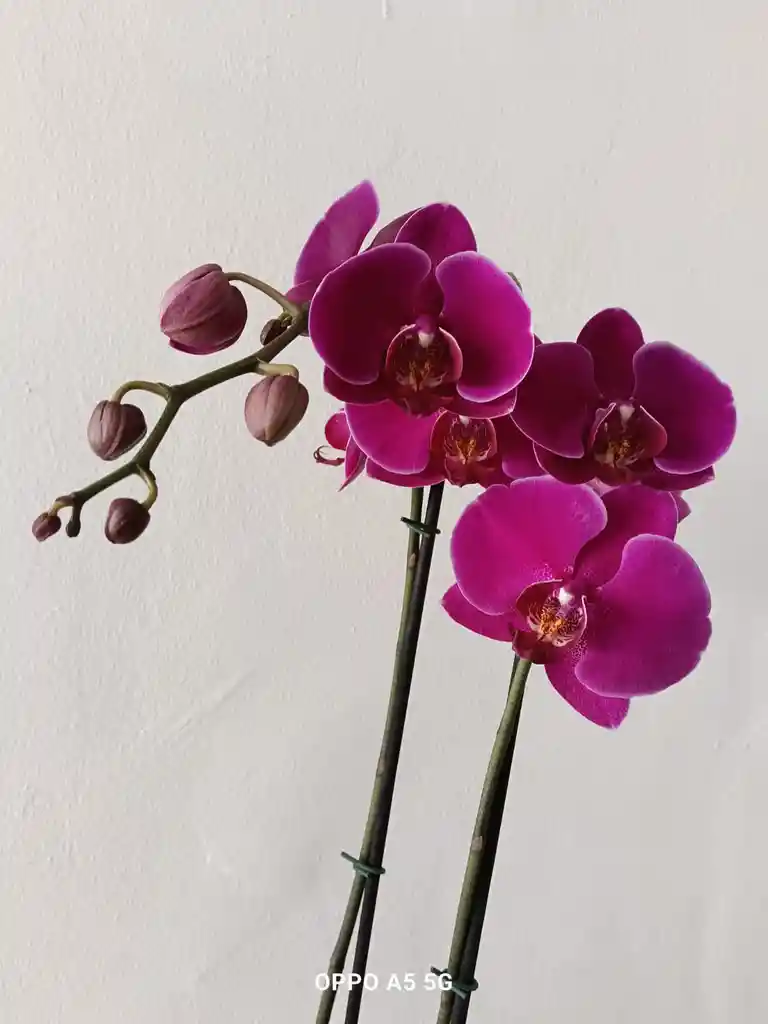 Orquidea Phalenopsis