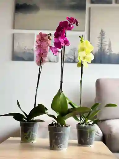 Pack X 3 Orquidea 1 Espiga