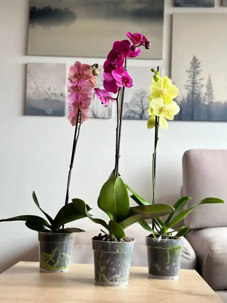 Pack X 3 Orquidea 1 Espiga