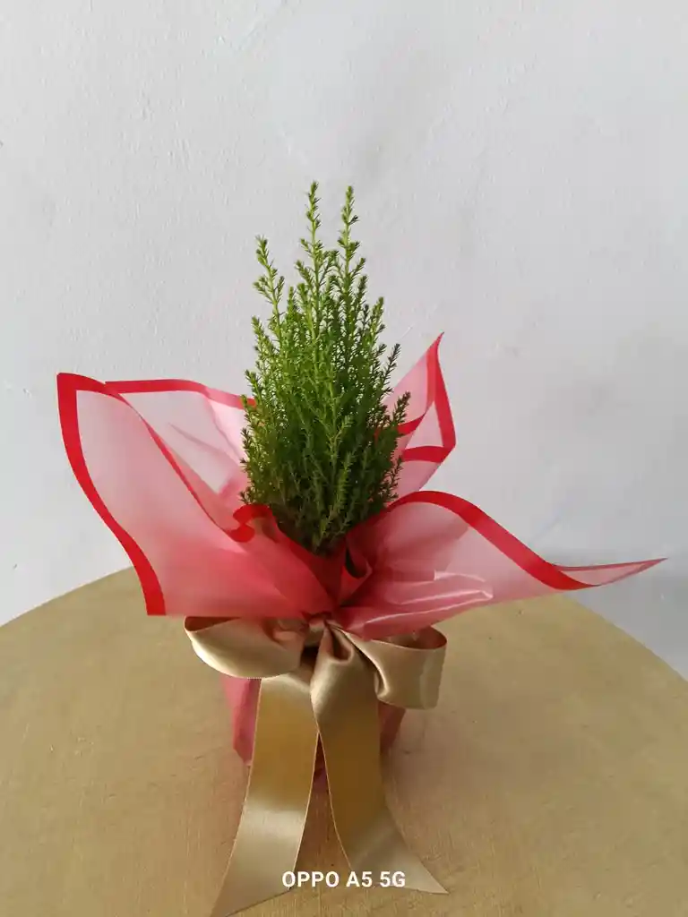 Pino Navideño Mini