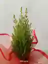 Pino Navideño Mini