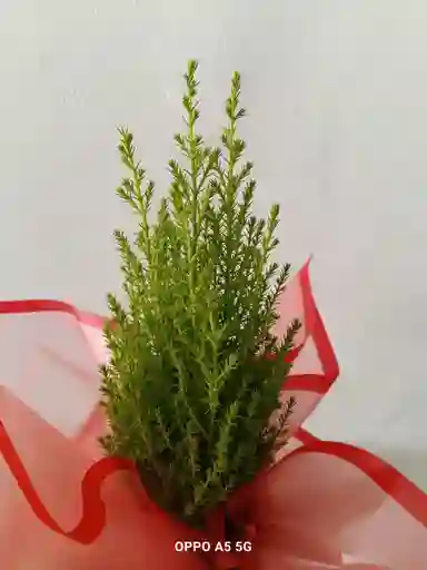 Pino Navideño Mini