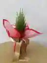 Pino Navideño Mini