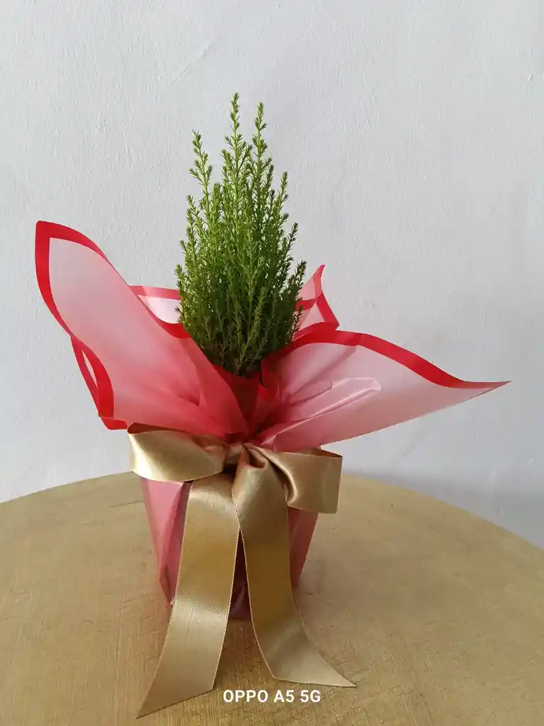 Pino Navideño Mini