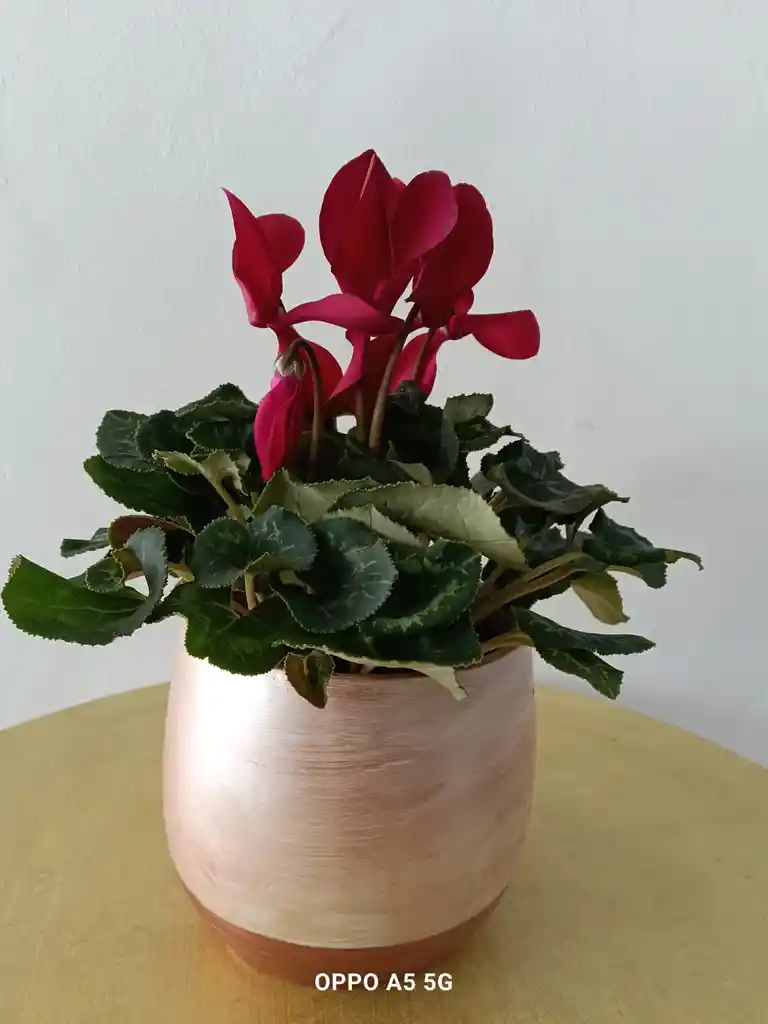 Violeta De Los Alpes