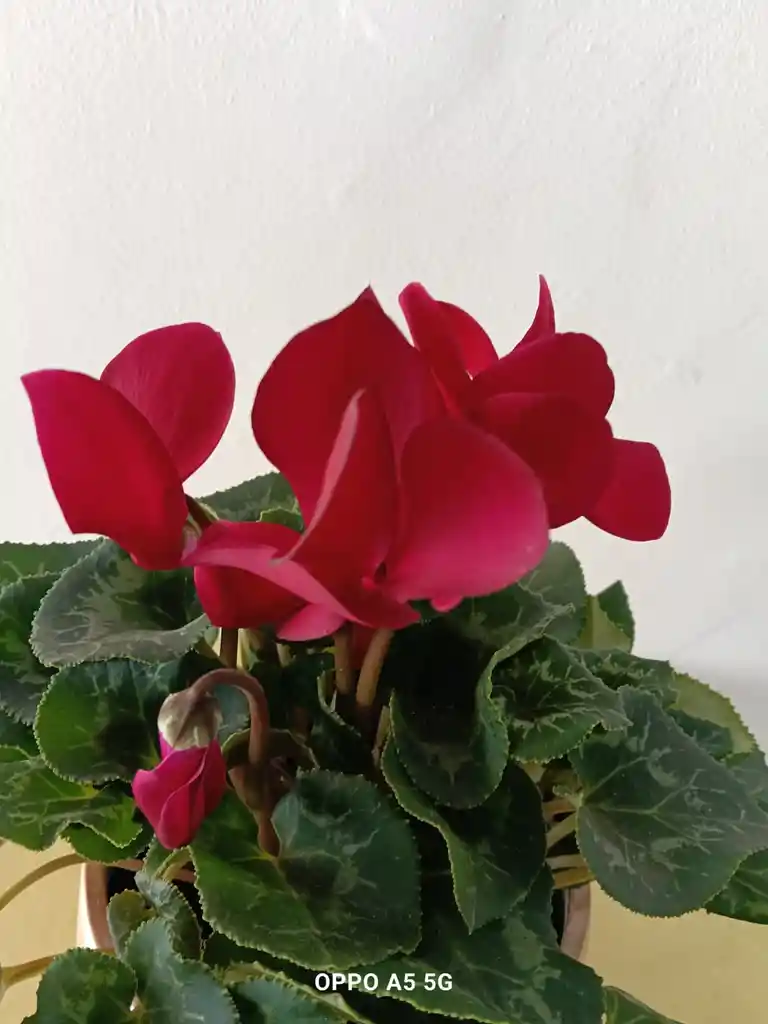 Violeta De Los Alpes