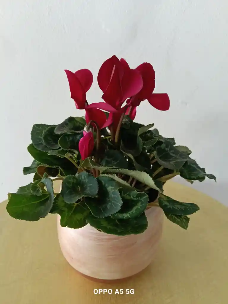 Violeta De Los Alpes