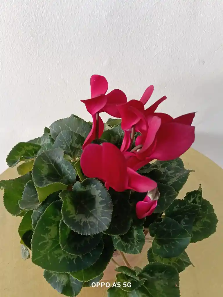 Violeta De Los Alpes