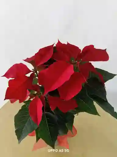 Poinsettia
