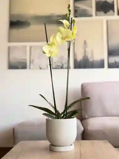 Orquídea Verde Manzana + Matera Rústica