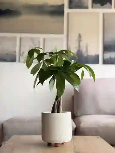 Pachira En Matera Decorativa