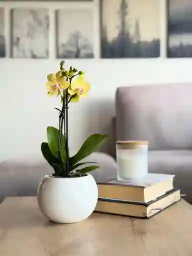 Orquidea Multiflora Amarilla