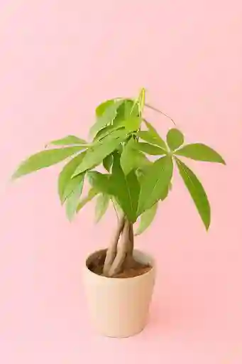 Pachira Grande Planta Del Dinero Con Matera Blanca