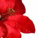 Flor Santini 18cm Rojo Poliester