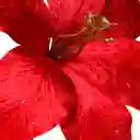 Flor Santini 18cm Rojo Poliester