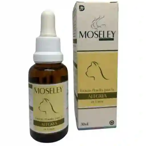 Alegría Felinos Moseley