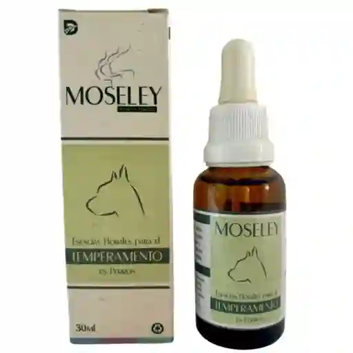 Temperamento Caninos Moseley