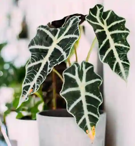 Alocasia