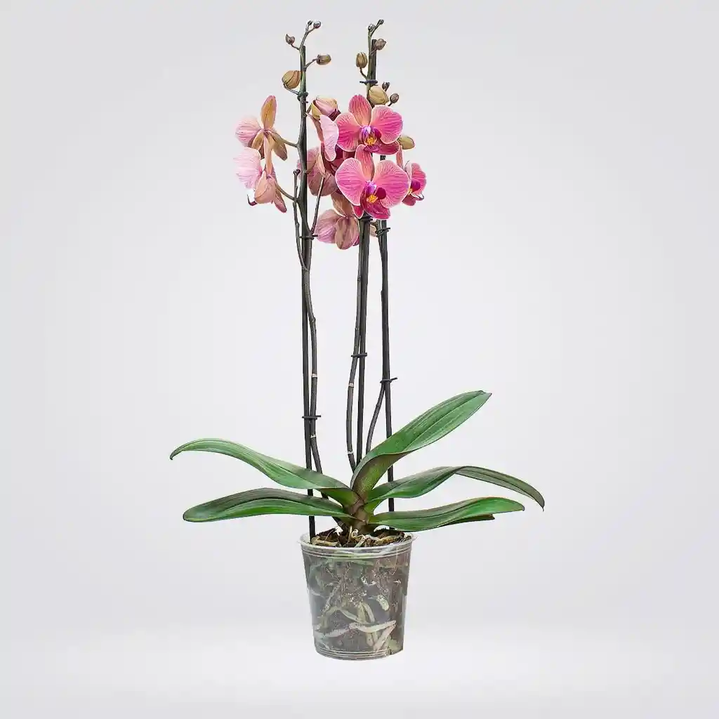 Orquidea Grande