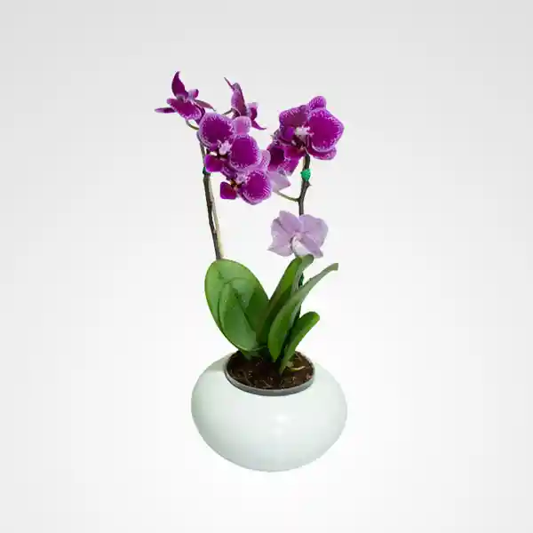 Orquidea Mini