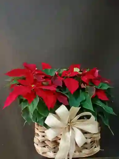 Poinsetia Doble