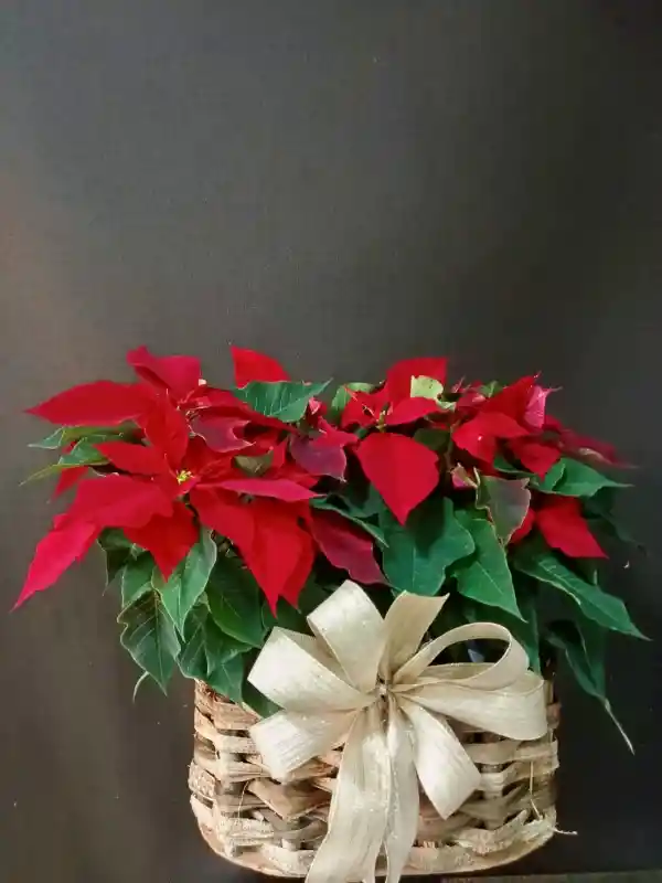 Poinsetia Doble