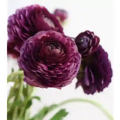 Ranunculos Morados X 10 Tallos El Paquete