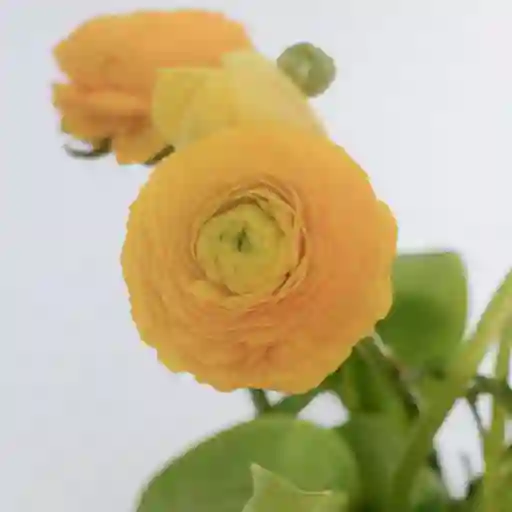 Ranunculos Amarillos X 10 Tallos El Paquete