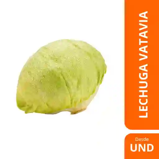 Lechuga Batavia